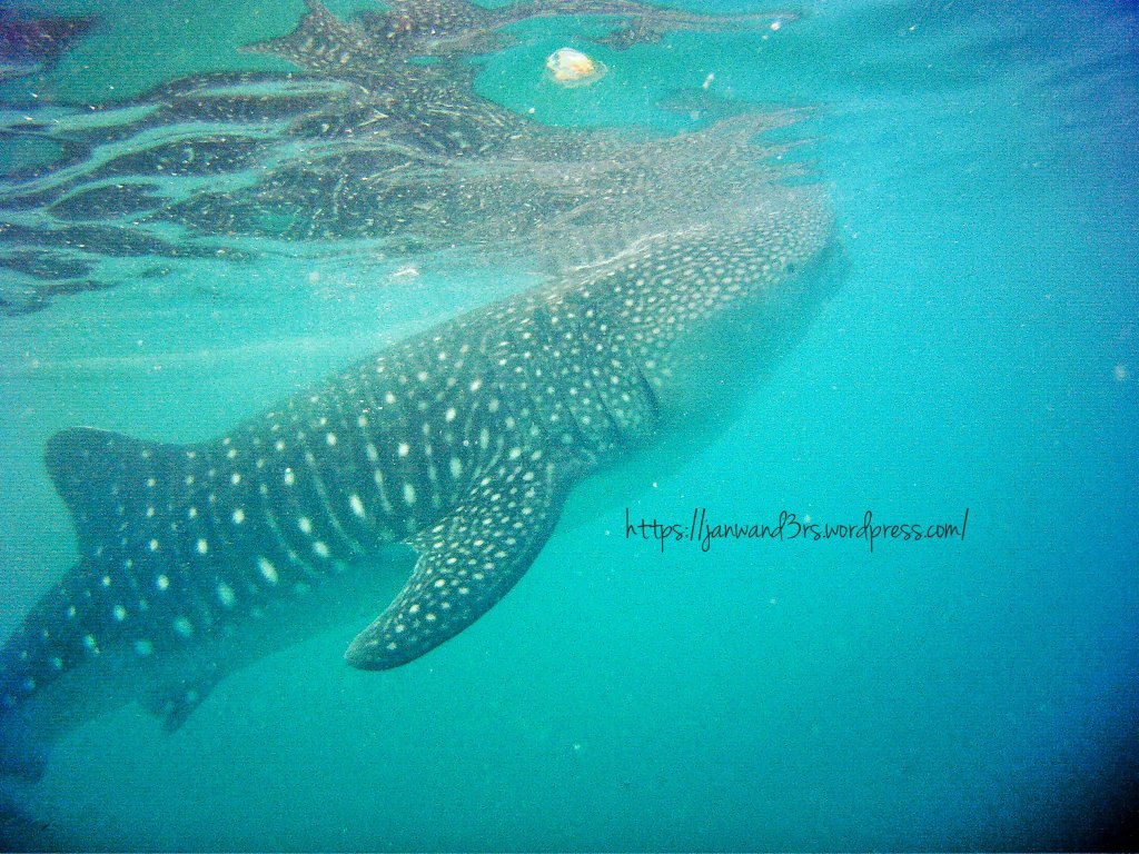 Dumaguete-Oslob-Siquijor Day 2 Part 1: Day Trip in Oslob—Swimming With Whale Sharks