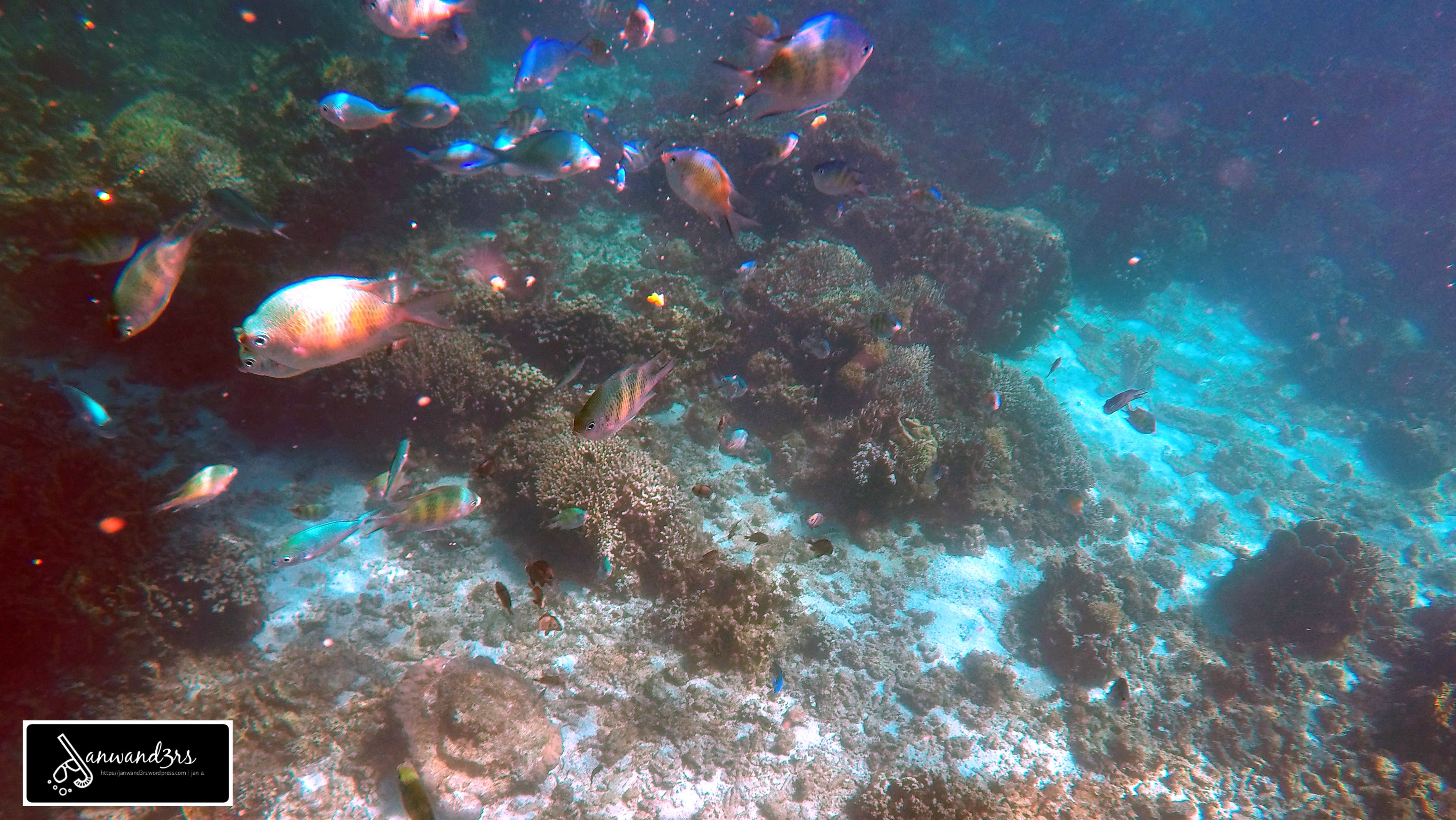 underwater-coral-garden-malapascua.jpg