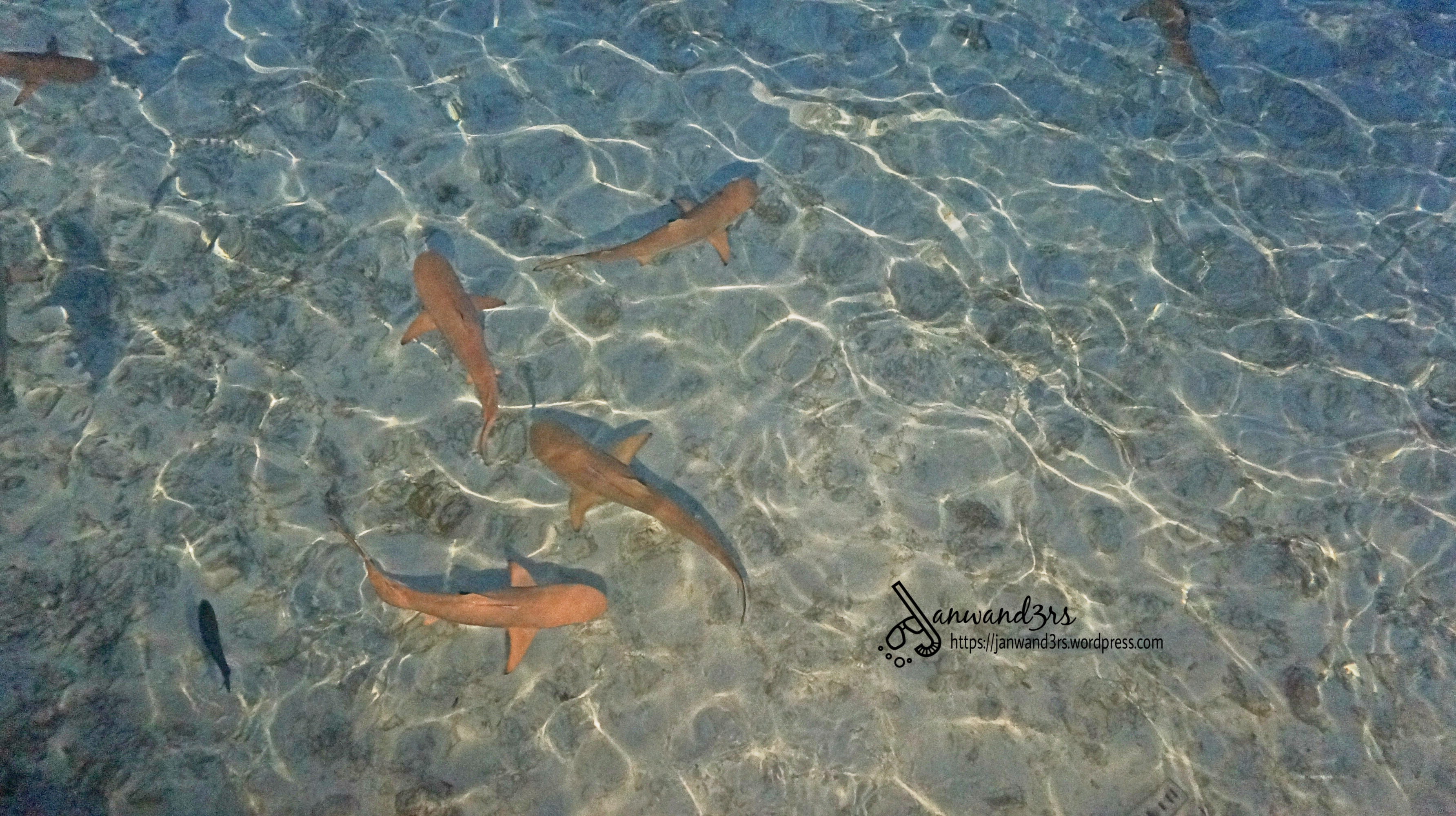 maldives-reef-shark.jpg